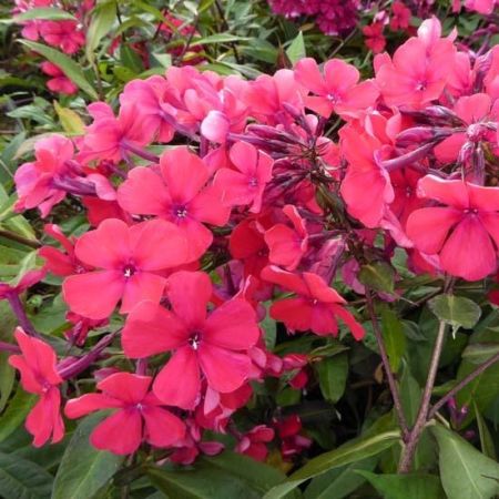 Phlox (P) ‘Starfire’ - Vlambloem 'Starfire'