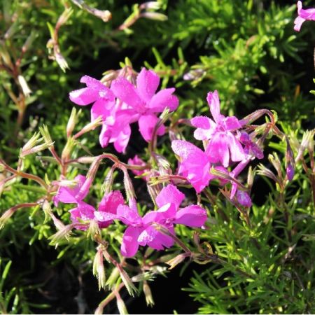 Phlox (S) ‘Mcdaniel's Cushion’ - Vlambloem 'Mcdaniel's Cushion'