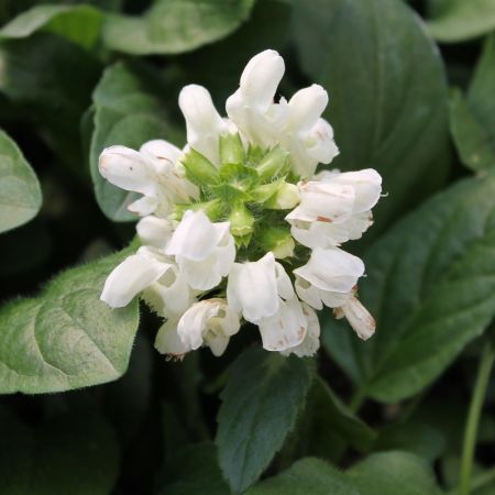 Prunella grandiflora ‘Alba’ - Brunel 'Alba'
