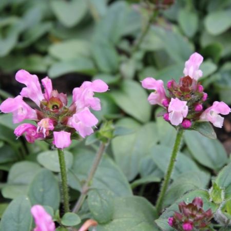 Prunella grandiflora ‘Pink Loveliness’ - Brunel 'Pink Loveliness'