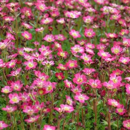 Saxifraga ‘Pixie’ - Steenbreek 'Pixie'