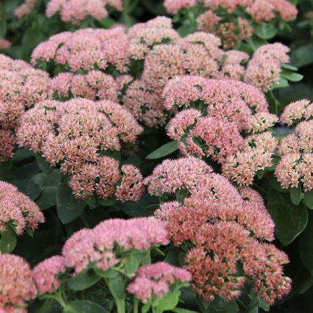 Sedum ‘Herbstfreude’ - Hemelsleutel 'Herbstfreude'