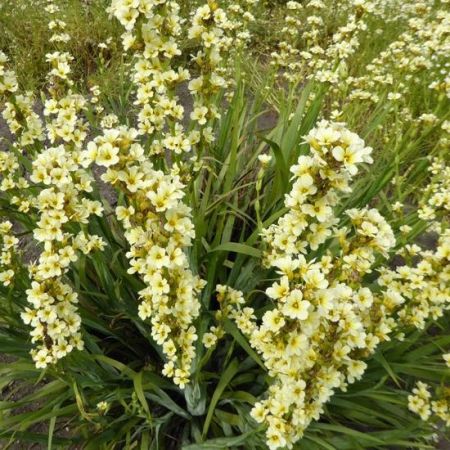 Sisyrinchium striatum - Mini Iris