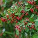Cotoneaster franchetii 25x