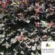 Fagus sylvatica ‘Atropunicea’ (= ‘Purpurea’) 25x