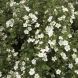 Potentilla fruticosa ‘Abbotswood’ 25x