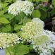 Hydrangea arborescens 'Strong Annabelle'® PW