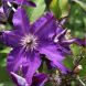Clematis ‘The President' 