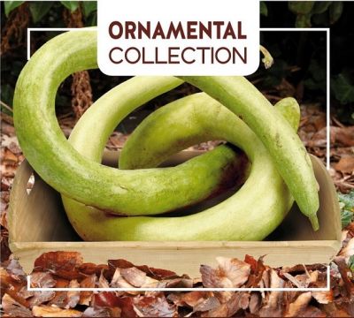 Buzzy Ornamental Gourd Italian Snake