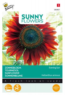 Buzzy Sunny Flowers, Zonnebloem Avondzon