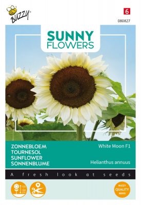 Buzzy Sunny Flowers, Zonnebloem White Moon F1