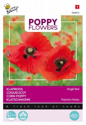 Buzzy Poppy Flowers, Klaproos Rhoeas Rood