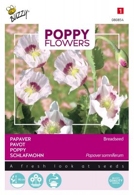 Buzzy Poppy Flowers, Papaver Blauwmaanzaad