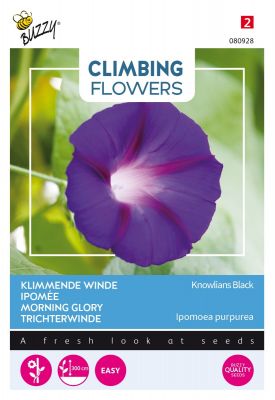 Buzzy Climbing Flowers, Ipomoea Knowlians Black