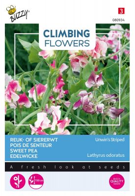 Buzzy Climbing Flowers, Lathyrus Unwin's Striped