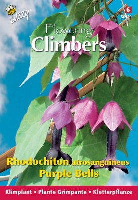 Buzzy Climbing Flowers, Rhodochiton, Purple Bells