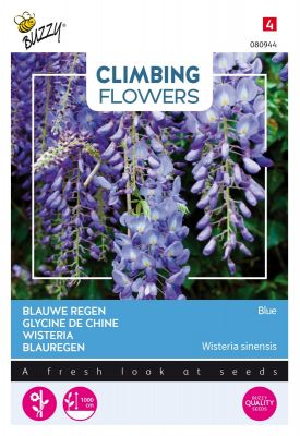 Buzzy Climbing Flowers, Wisteria, Blauwe regen