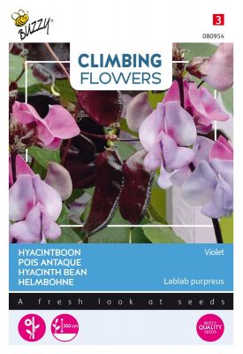 Buzzy Climbing Flowers, Dolichos lablab, Hyacinthboon