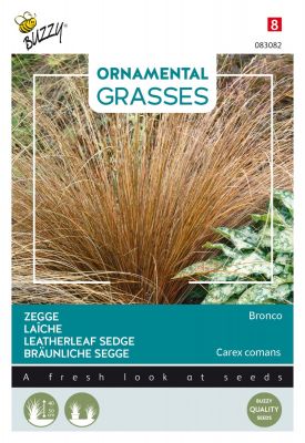 Buzzy Ornamental Grasses, Zegge 'Bronco'