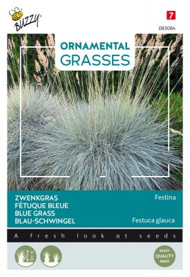 Buzzy Ornamental Grasses, Zwenkgras 'Festina'