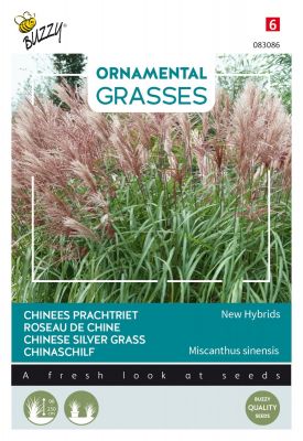 Buzzy Ornamental Grasses Chinees prachtriet 'New Hybrids'