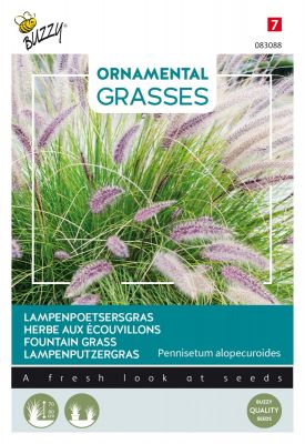 Buzzy Ornamental Grasses, Lampenpoetsersgras