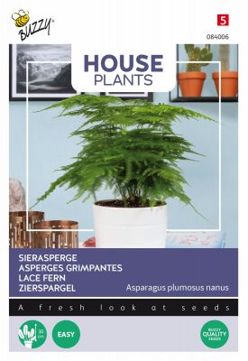 Buzzy House Plants Asparagus, Sierasperge