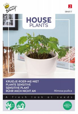 Buzzy House Plants Mimosa pudica, Kruidje roer me niet