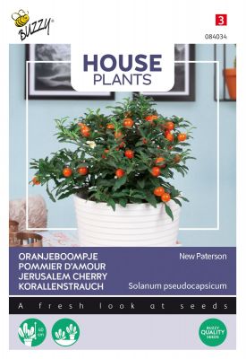 Buzzy House Plants Solanum, Oranjeboompje Jubilee