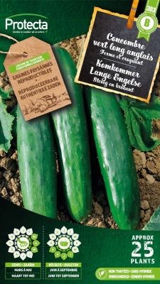 Komkommer Lange Engelse - Protecta Traditionele Reproduceerbare Autenthentieke Zaden