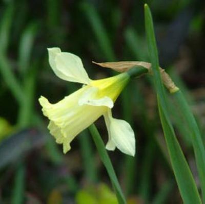 Narcis 'W.P. Milner' x50