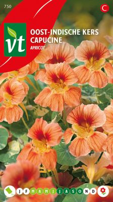 Oost-Indische Kers Apricot