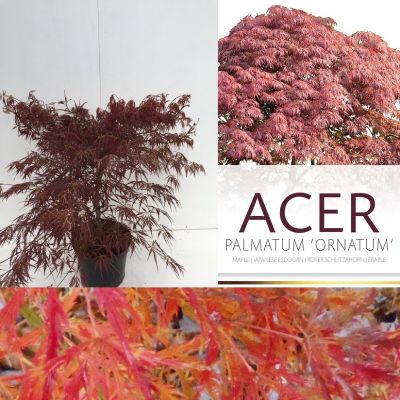 Acer palmatum 'Ornatum'
