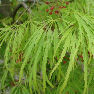 Acer palmatum 'Dissectum'