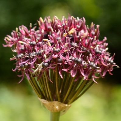 Allium atropurpureum x25