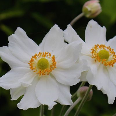 12 x Anemone hybrida ‘Honorine Jobert’