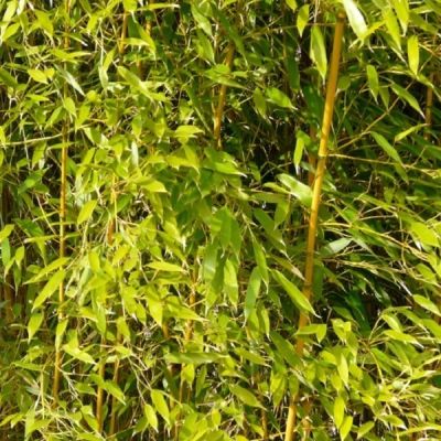 Phyllostachys aureosulcata ‘Spectabilis’