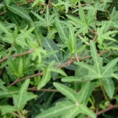 Hedera helix ‘Sagittifolia’