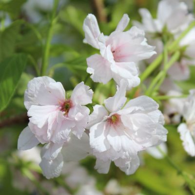 Prunus serrula 'Amanogawa'