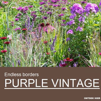 EB Purple Vintage