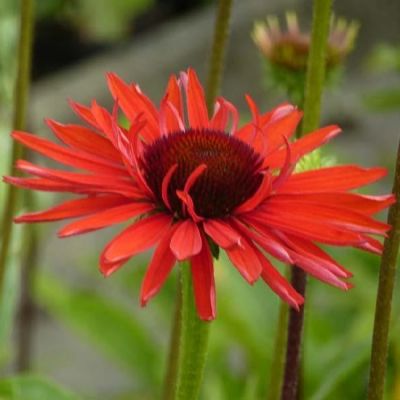 Echinacea purpurea 'Hot Lava’®