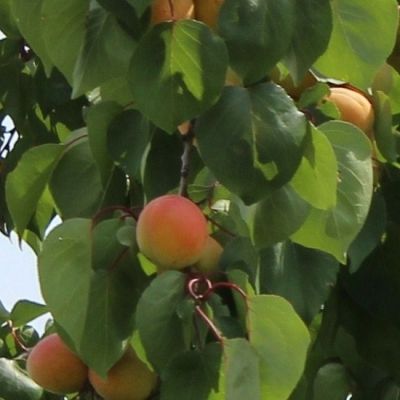 Prunus armeniaca 'Peche de Nancy'