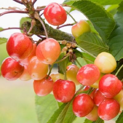 Prunus avium 'Biggareau Blanc et Rose'
