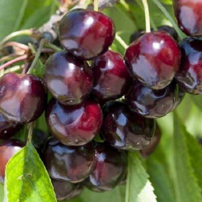 Prunus avium 'Biggareau Noir'