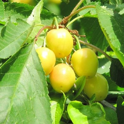 Prunus avium 'Buttner"s Gelbe'