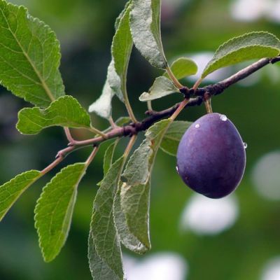 Prunus domestica 'Hauszwetsche'