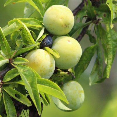 Prunus domestica 'Reine Claude Crottée' (= ‘Dorée’)