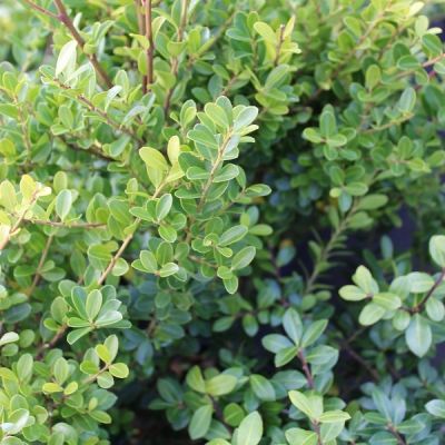 Ilex crenata 'Green Hedge'