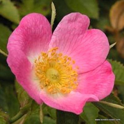 Rosa rubiginosa 25x