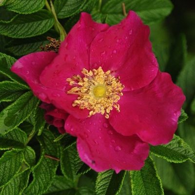 Rosa rugosa 25x